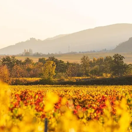 Unter Den Reben Niederkirchen bei Deidesheim