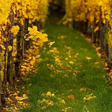 דירה Unter Den Reben Niederkirchen bei Deidesheim