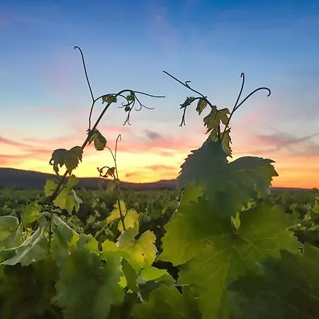 Unter Den Reben * Niederkirchen bei Deidesheim
