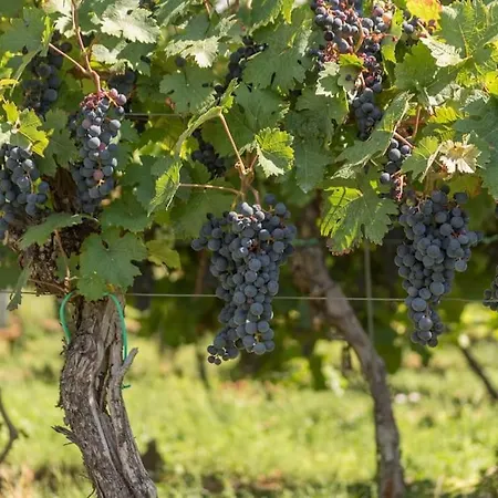 Unter Den Reben Niederkirchen bei Deidesheim