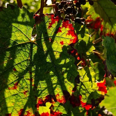 Unter Den Reben Niederkirchen bei Deidesheim