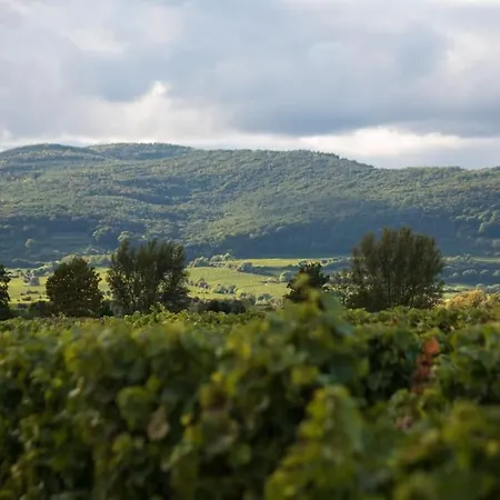 Unter Den Reben * Niederkirchen bei Deidesheim