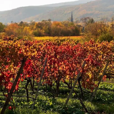 Unter Den Reben Niederkirchen bei Deidesheim