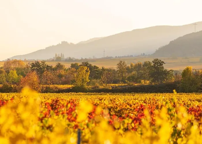 Unter Den Reben Niederkirchen bei Deidesheim