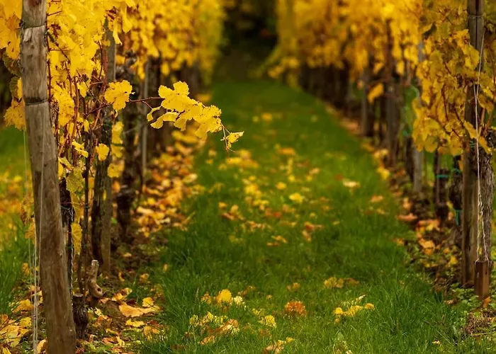 Apartamento Unter Den Reben Niederkirchen bei Deidesheim