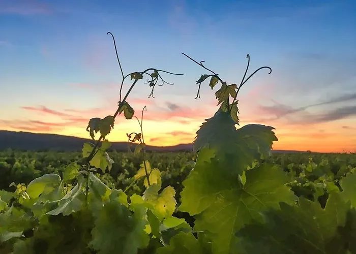 Unter Den Reben * Niederkirchen bei Deidesheim