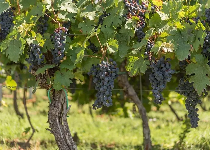 Unter Den Reben Niederkirchen bei Deidesheim