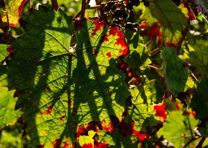 Unter Den Reben Niederkirchen bei Deidesheim