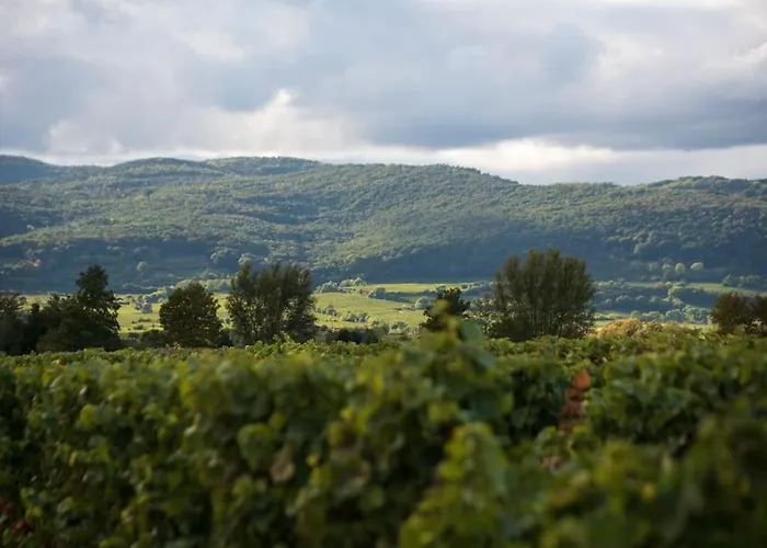 Unter Den Reben * Niederkirchen bei Deidesheim