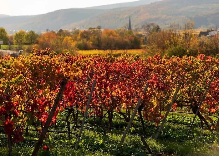 Unter Den Reben Niederkirchen bei Deidesheim